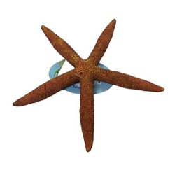 Dekoracija morska zvijezda za akvarij smeđa